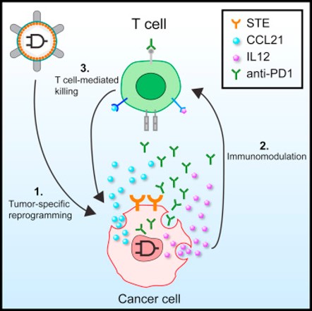 Synthetic RNA-based immunomodulatory gene circuits for cancer immunotherapy