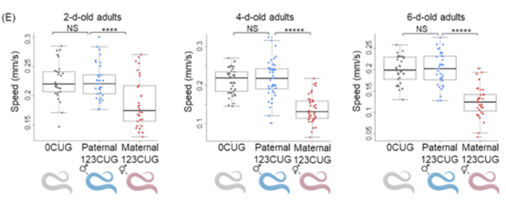 RNA interference mediates RNA toxicity with parent-of-origin effects in C. elegans expressing CTG repeats